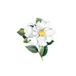 Fragrance Note: Ciste Labdanum