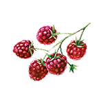 Framboise