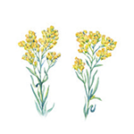 Fragrance Note: Immortelle