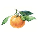 Fragrance Note: Mandarine