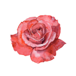 Rose de Damas