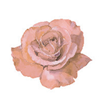 Fragrance Note: Rose de Turquie