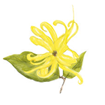 Ylang-ylang