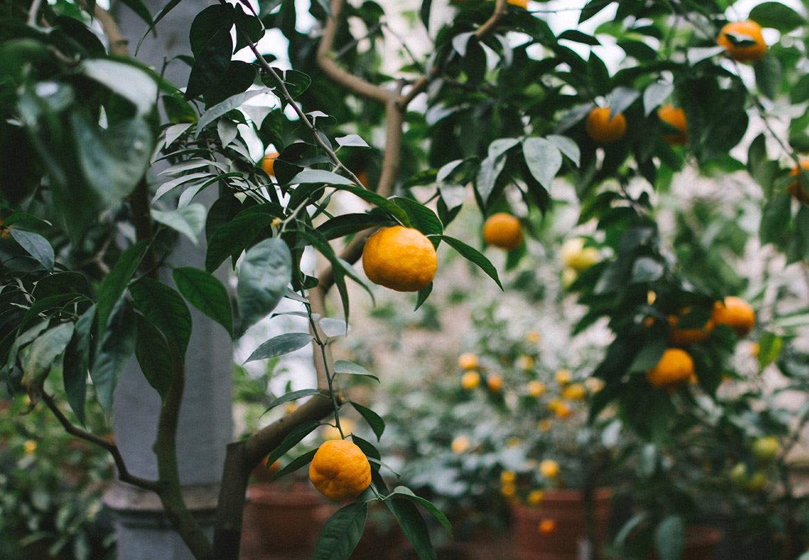 A l�ombre des bigaradiers